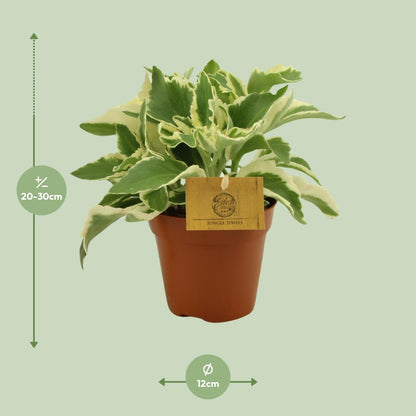 Kalanchoe Laciniata – Pflegeleichte Blütenpracht Ø12cm