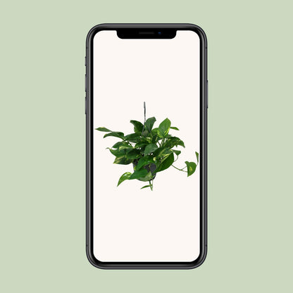 Scindapsus Epipremnum – Pflegeleichte Zimmerpflanze Ø15cm