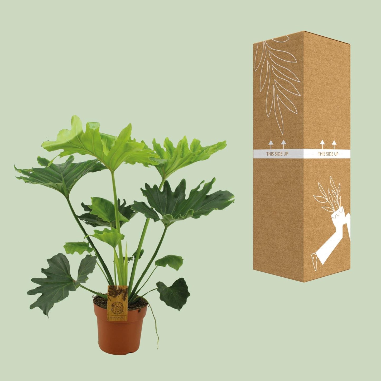 Philodendron Selloum Elefantiana Ø21cm, ca. 100cm hoch