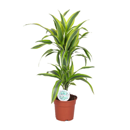 Dracaena Lemon Lime – Pflegeleichter Drachenbaum Ø17cm, 65cm hoch