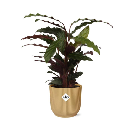 Calathea Rufibarba ‘Tropistar’ im ELHO Vibes Fold 14cm Gelb