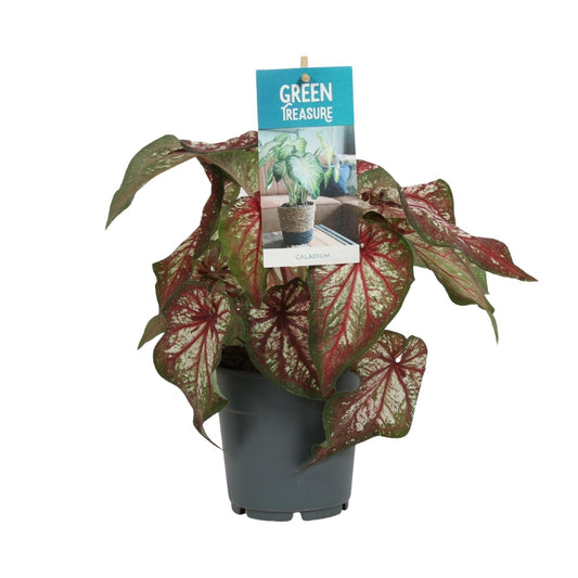 Caladium Bicolor – Pflegeleichte Zimmerpflanze Ø12cm