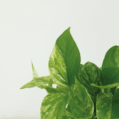 Epipremnum Marble Queen – 4er Set Ø12cm – Pflegeleichte Zimmerpflanze