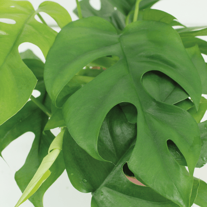 Kokodama Monstera Minima Hang – 2er Set Ø15 cm