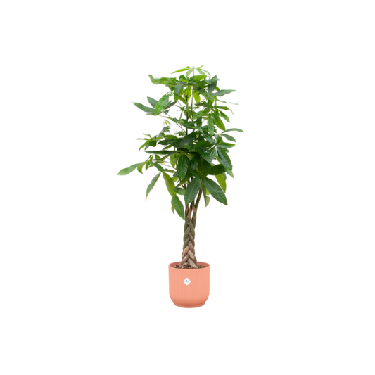 Pachira Aquatica Geldbaum mit elho Vibes Fold Topf Ø30 cm