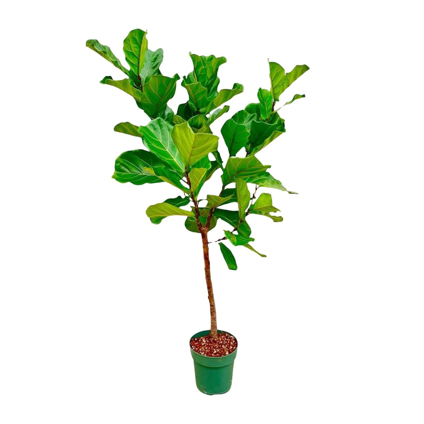 Ficus Lyrata Stamm – 170 cm – Pflegeleichte Zimmerpflanze
