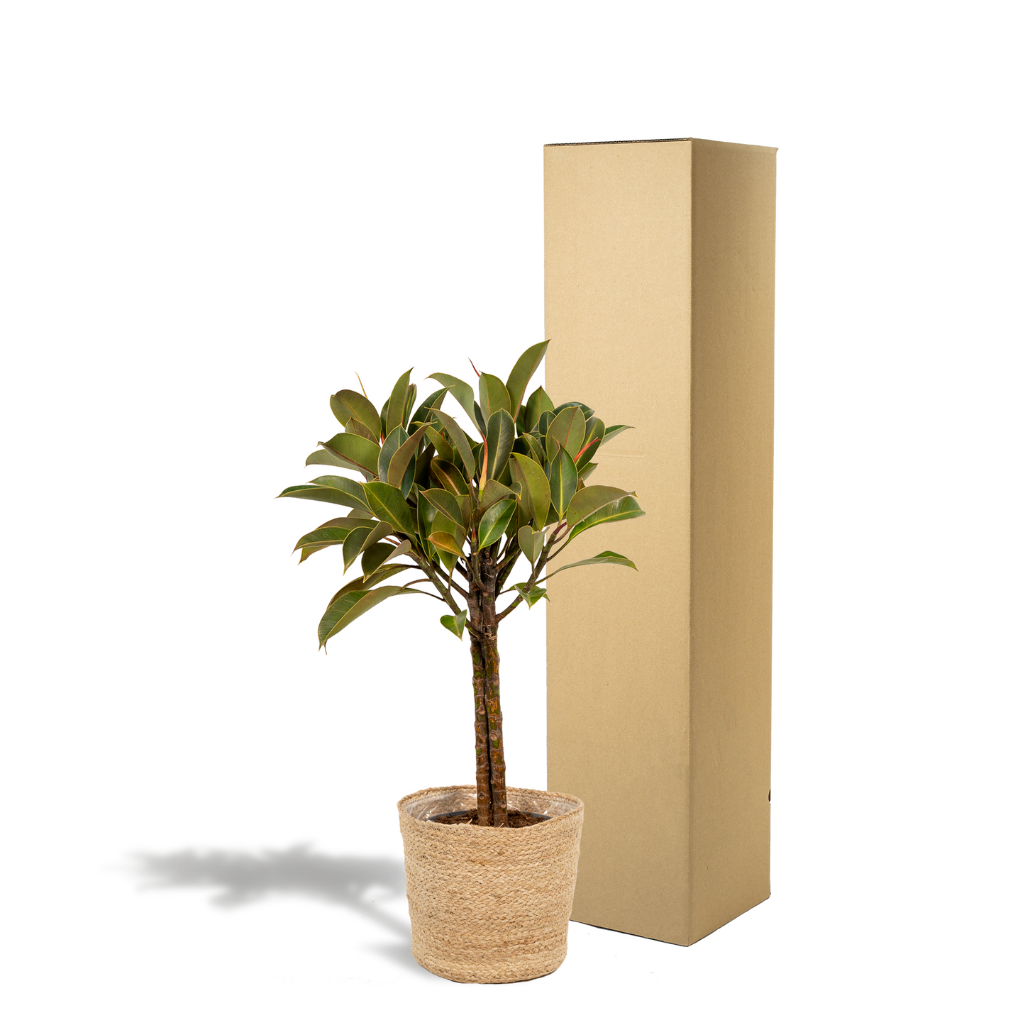 Ficus elastica Melany mit Korb – 90 cm, Ø 21 cm