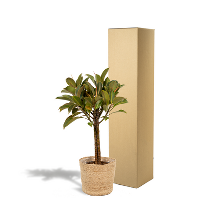 Ficus elastica Melany mit Korb – 90 cm, Ø 21 cm