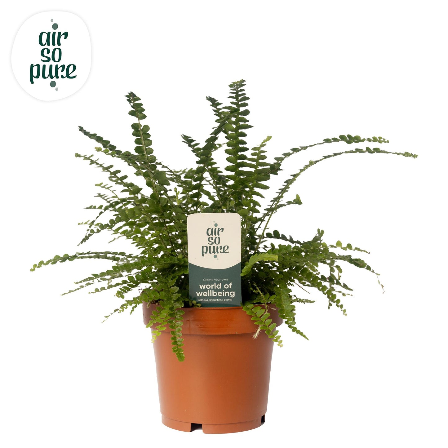 Nephrolepis Duffii – Pflegeleichter Boston-Farn Ø12cm