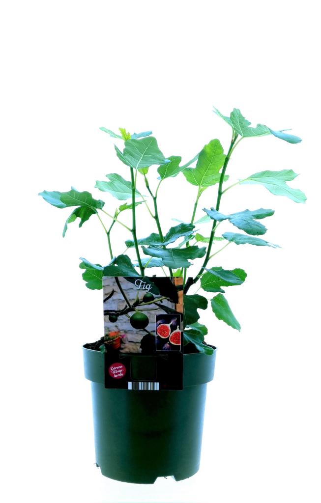 Ficus Carica Bornholm – Pflegeleichter Feigenbaum Ø19cm