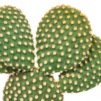 Opuntia microdasys – Pflegeleichter Zimmerkaktus 17 cm