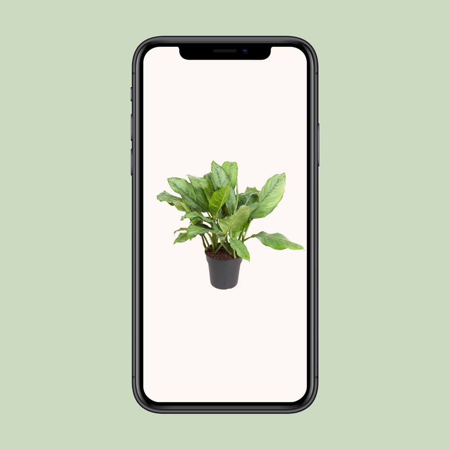 Aglaonema 'B.J. Freedman' – Pflegeleichte Zimmerpflanze 70 cm