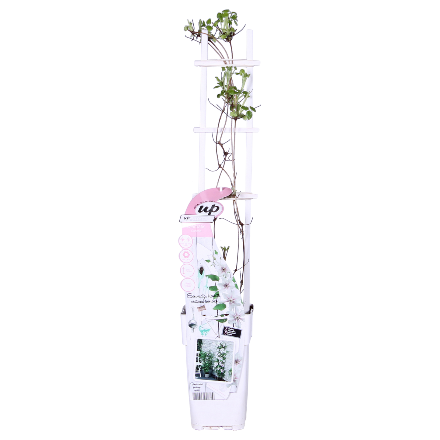 Weiße Waldrebe 'Corinne' – Clematis Evison Ø15cm, 65cm