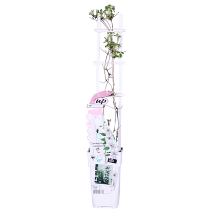 Weiße Waldrebe 'Corinne' – Clematis Evison Ø15cm, 65cm
