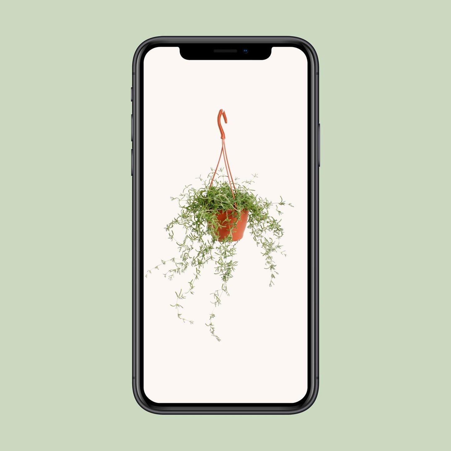 Senecio Twinkle Little Star – Pflegeleichte Zimmerpflanze Ø12cm