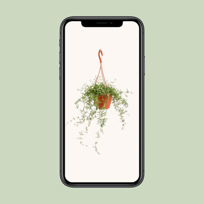 Senecio Twinkle Little Star – Pflegeleichte Zimmerpflanze Ø12cm