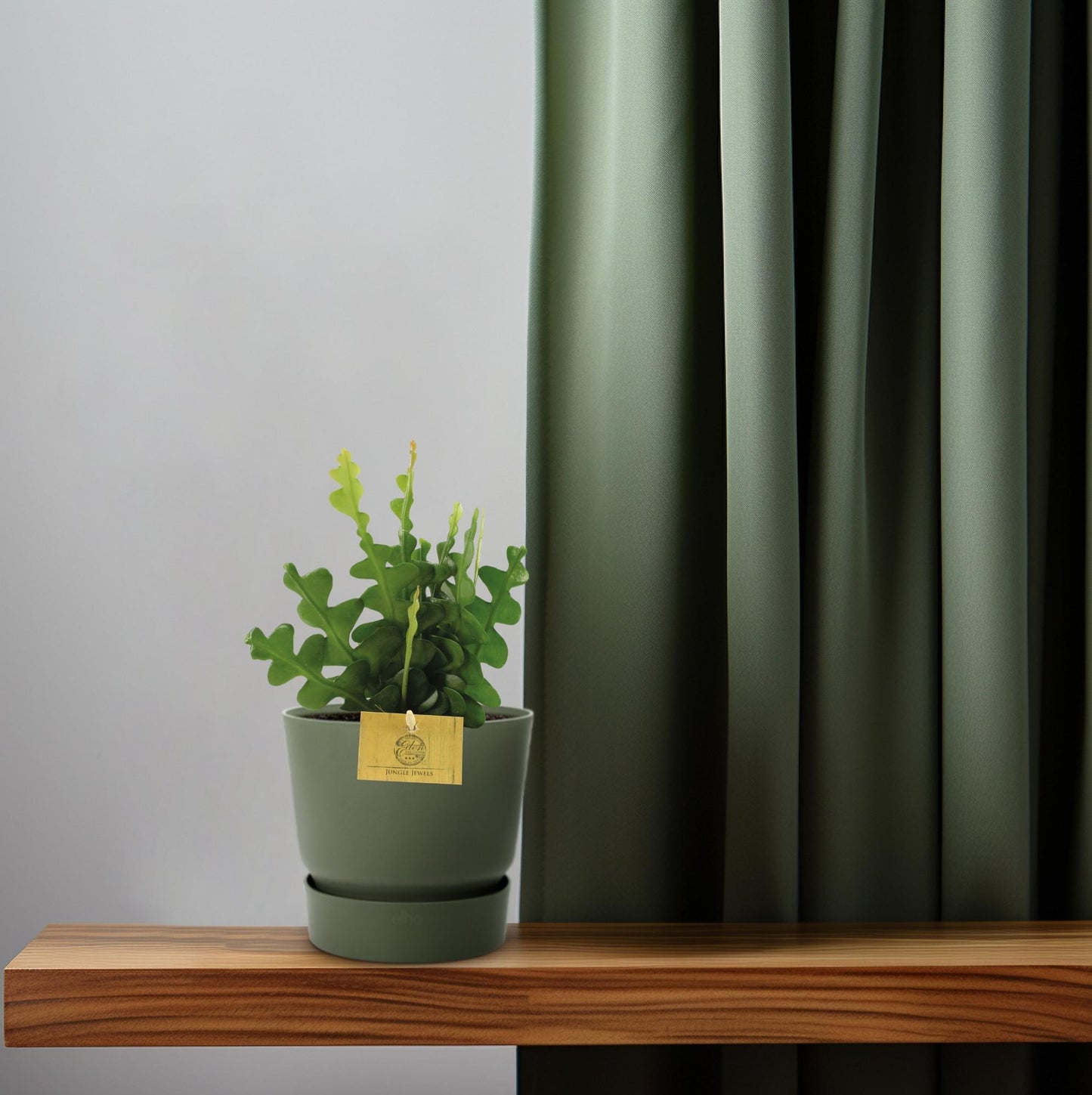 Epiphyllum Anguliger – Fischgrät-Kaktus Ø12cm, 30cm hoch