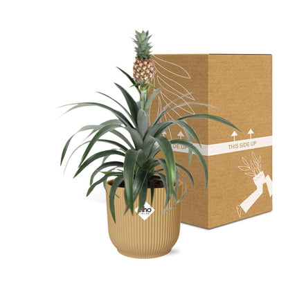Ananas Mi Amigo in ELHO Vibes Fold 14cm Gelb – Tropische Zimmerpflanze