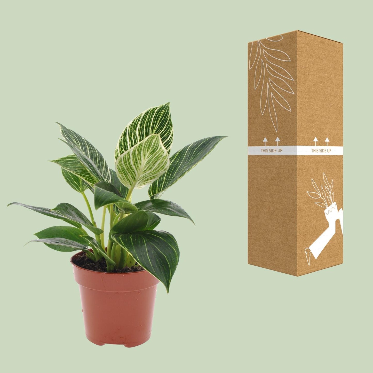 Philodendron White Wave – Pflegeleichte Zimmerpflanze Ø12cm