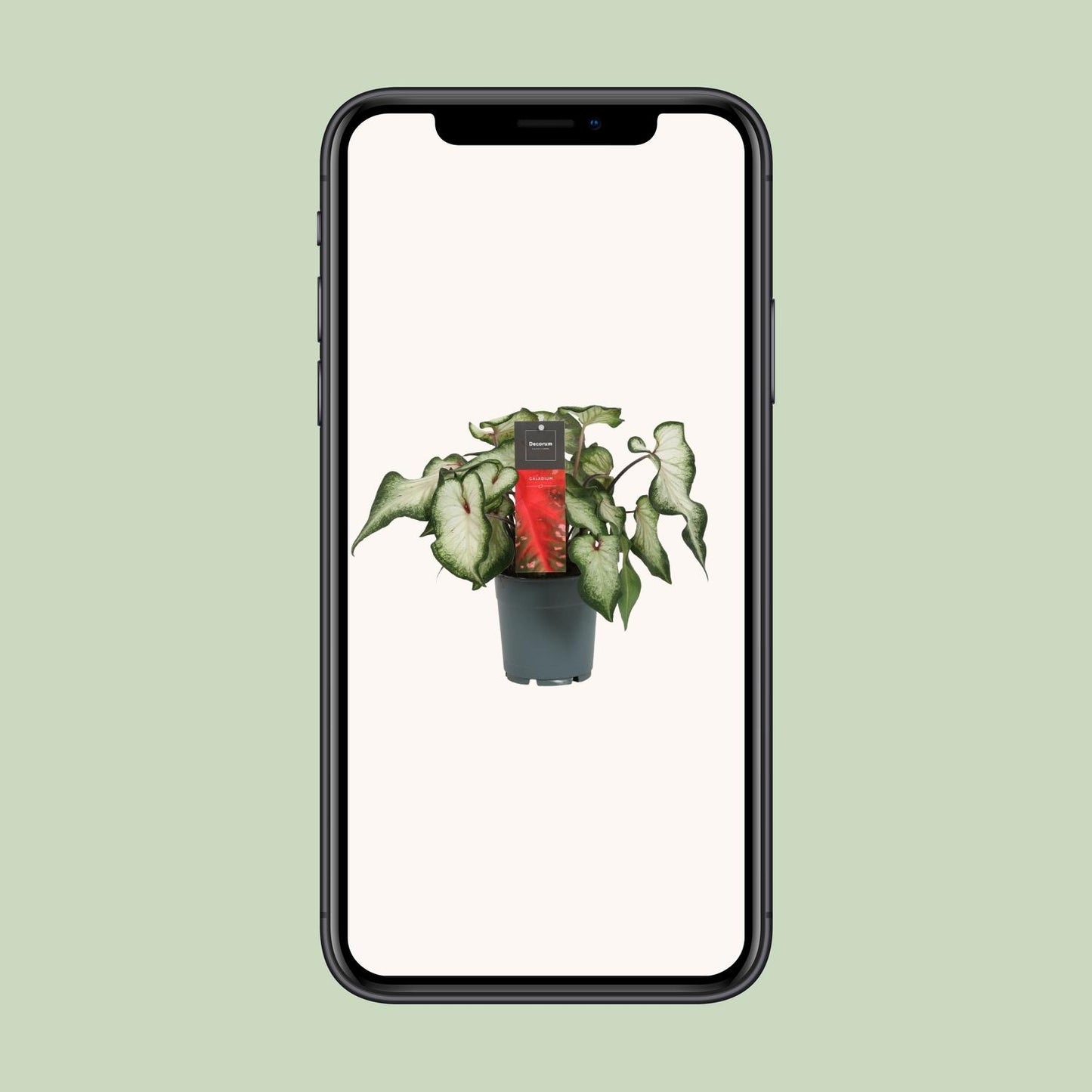 Caladium 'White Wonder' – Engelsflügel Zimmerpflanze Ø12cm