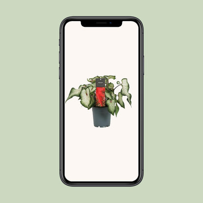 Caladium 'White Wonder' – Engelsflügel Zimmerpflanze Ø12cm