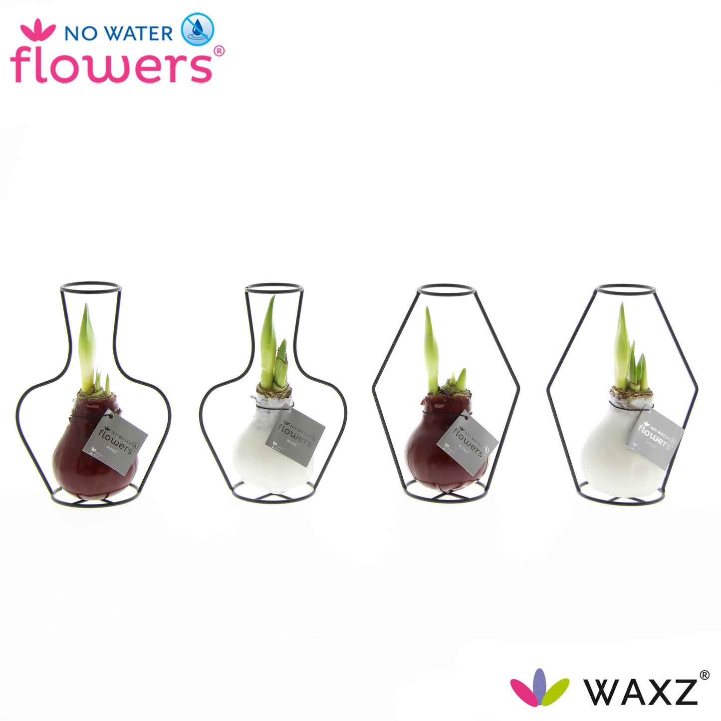 No Water Flowers Waxz Formz Classic Mix – 4er Set Ø7 cm