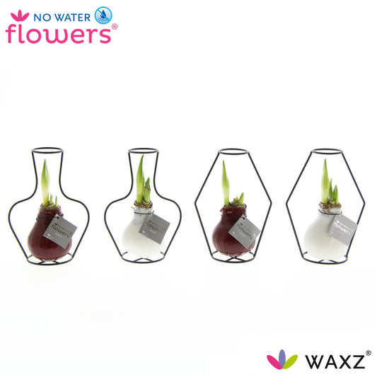 No Water Flowers Waxz Formz Classic Mix – 4er Set Ø7 cm