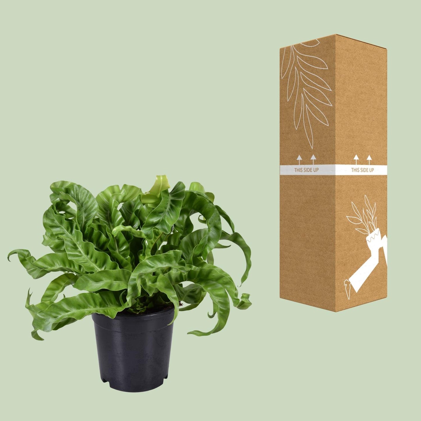 Asplenium Antiquum – Milzfarn Ø17cm, ca. 40cm hoch