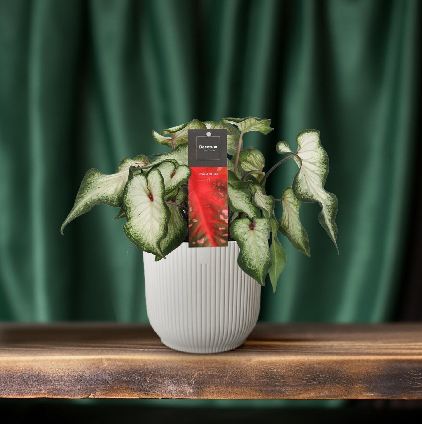 Caladium 'White Wonder' – Engelsflügel Zimmerpflanze Ø12cm
