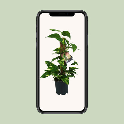 Scindapsus Epipremnum – Pflegeleichte Zimmerpflanze Ø15cm
