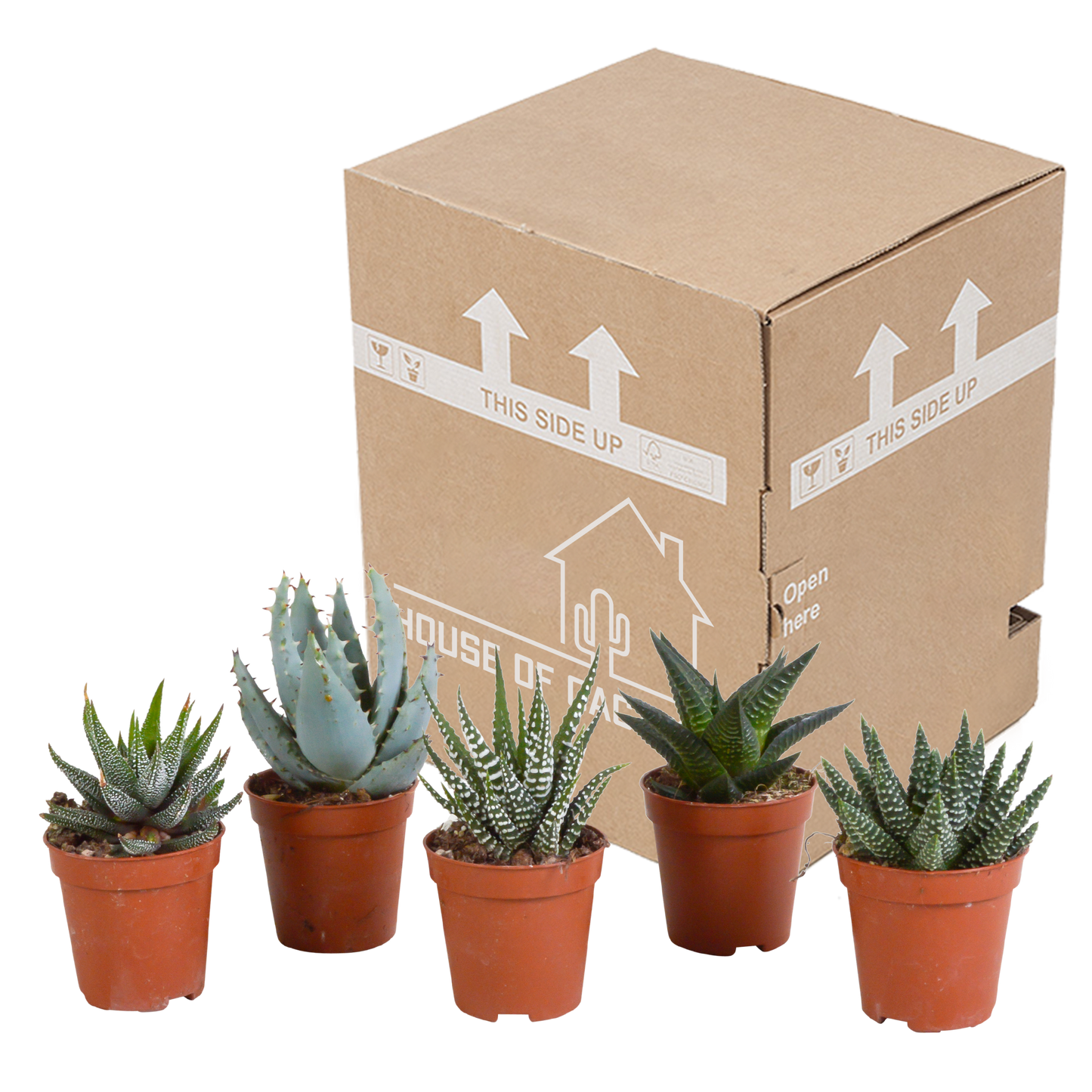 Gasteria & Haworthia Sukkulenten 5er Set ohne Topf