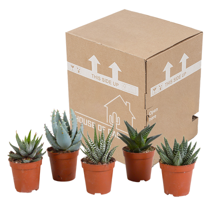 Gasteria & Haworthia Sukkulenten 5er Set ohne Topf