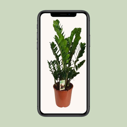 Zamioculcas Zamiifolia Ø27cm – Pflegeleichte Zimmerpflanze