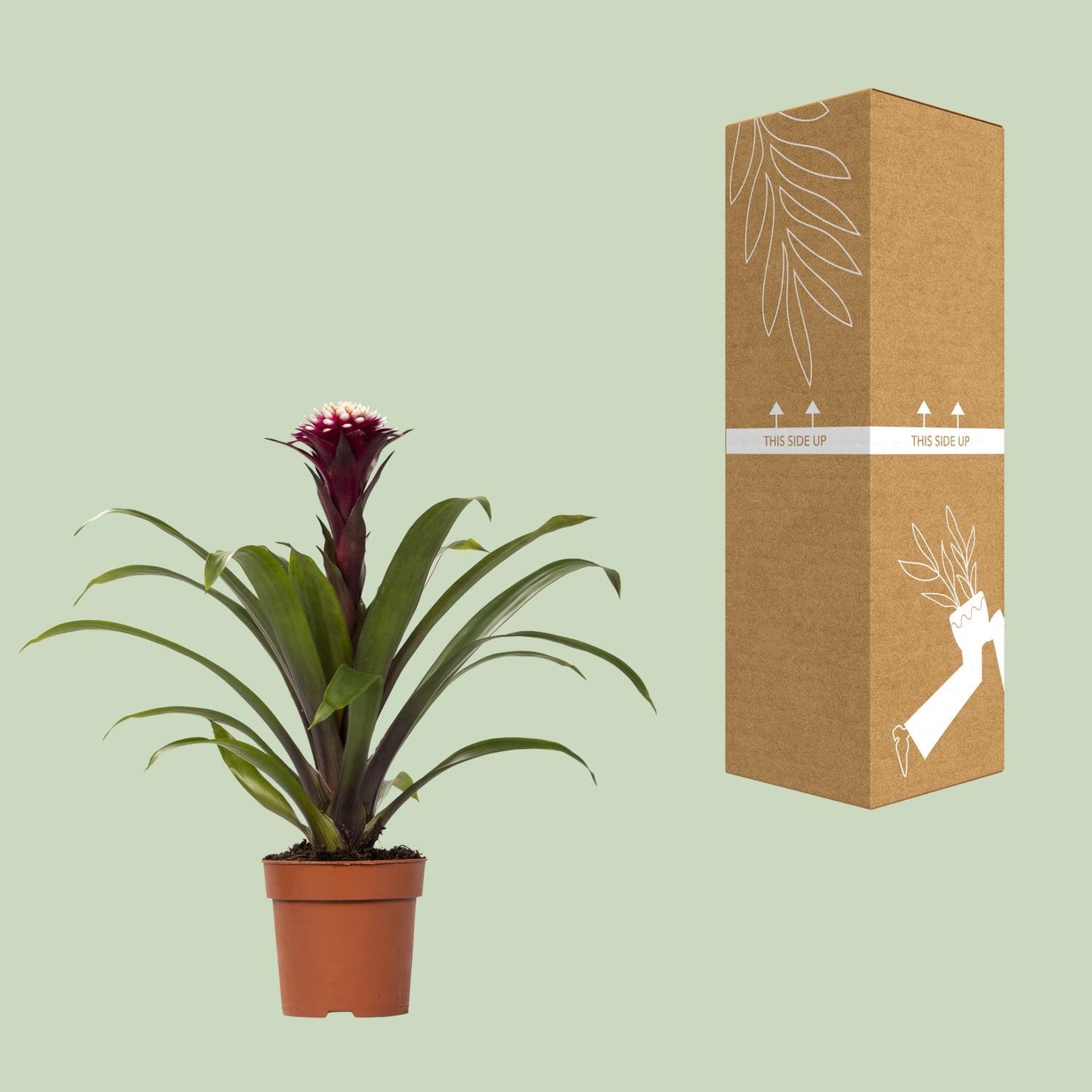 Guzmania Fransesca – Farbenfrohe, pflegeleichte Zimmerpflanze Ø12cm