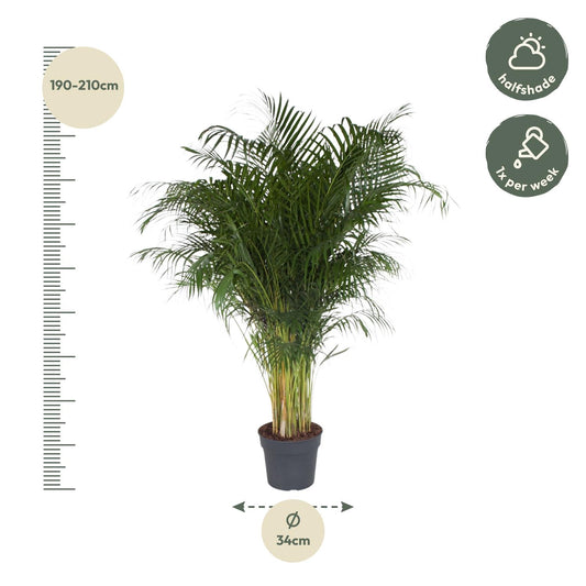 Dypsis Lutescens (Areca-Palme) – 200 cm, ø34 cm