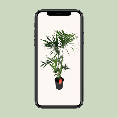 Kentia-Palme (Howea Forsteriana) Ø24cm, 130cm hoch