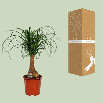 Beaucarnea Nolina (Elefantenfuß) Ø19cm, 60cm hoch