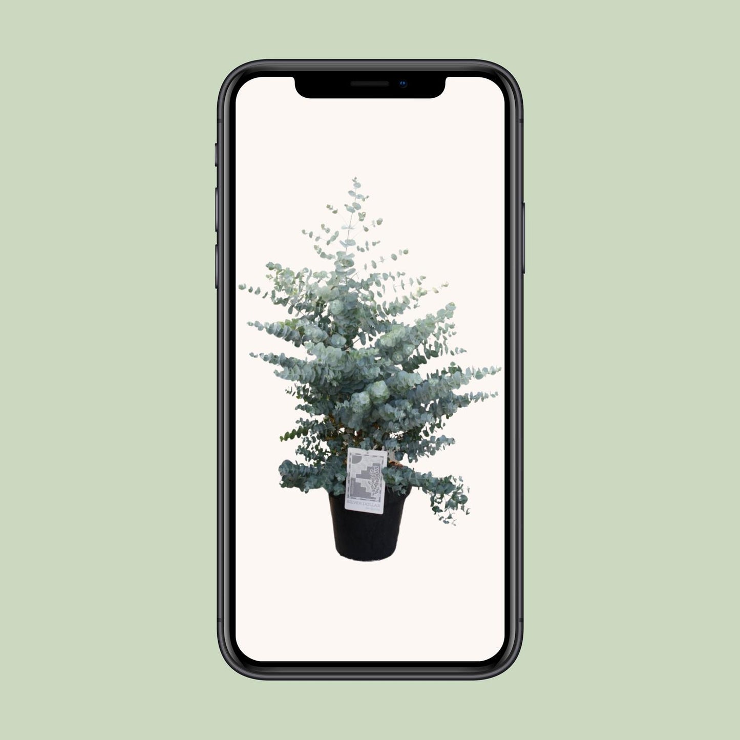 Eucalyptus Cinerea Silver Dollar – Pflegeleichter Trendpflanze Ø30cm