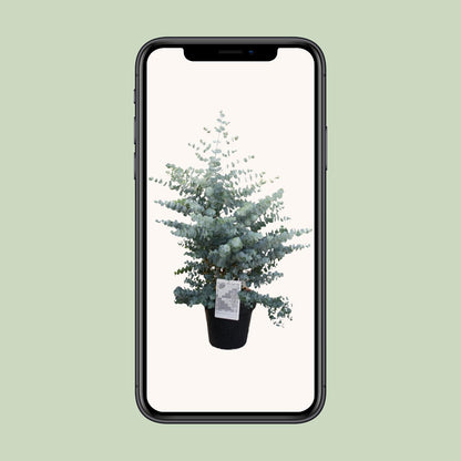 Eucalyptus Cinerea Silver Dollar – Pflegeleichter Trendpflanze Ø30cm