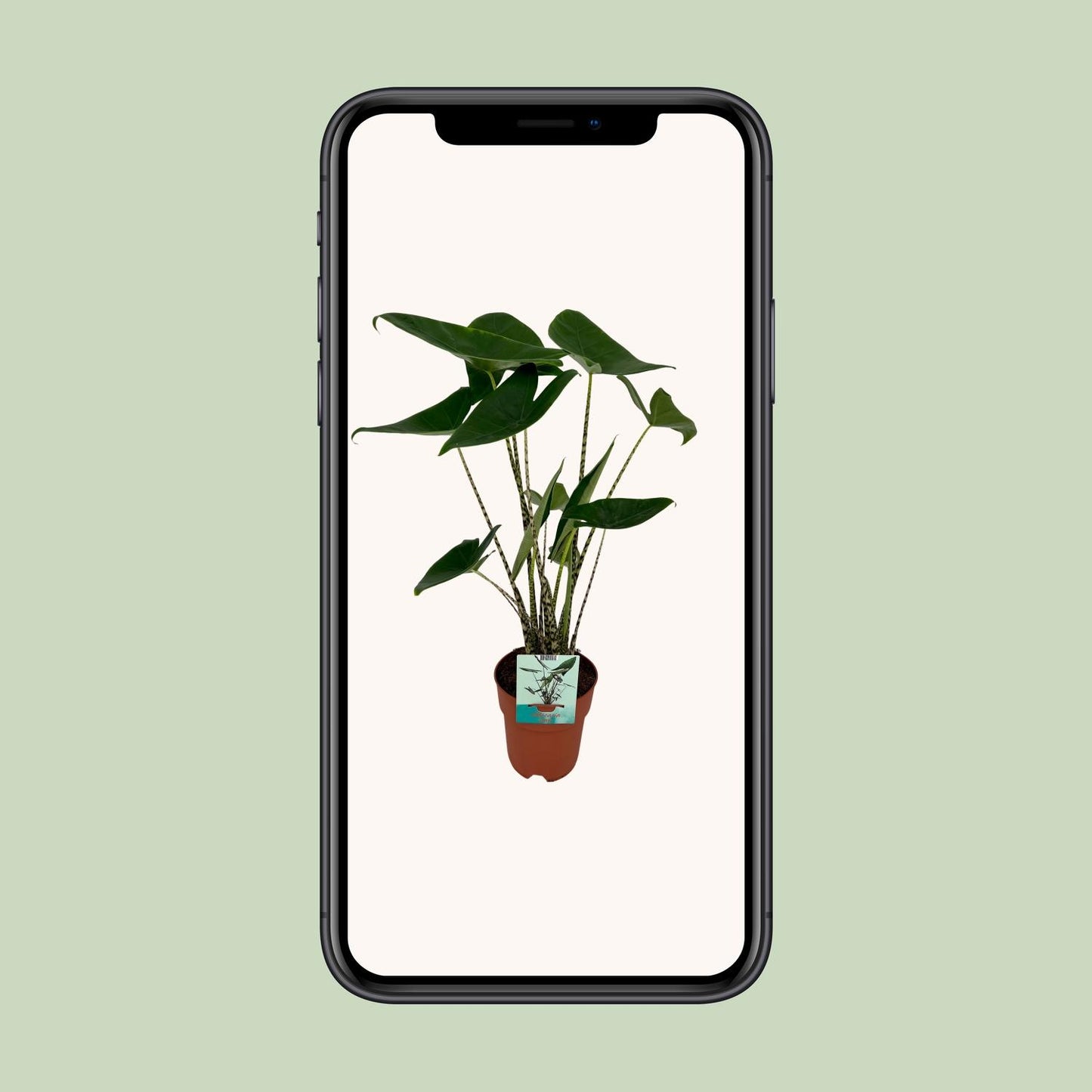 Alocasia Zebrina – Elefantenohr Zimmerpflanze 75 cm