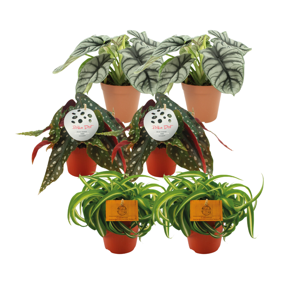 6er Set pflegeleichte Trendpflanzen: Alocasia, Begonia & Chlorophytum