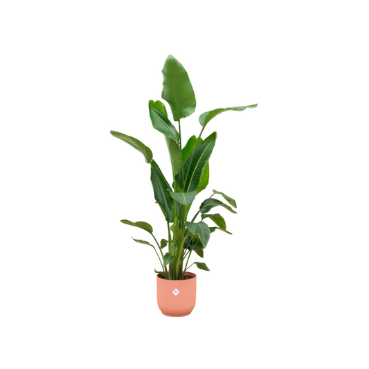 Strelitzia Nicolai im elho Vibes Fold Round Topf – 160 cm