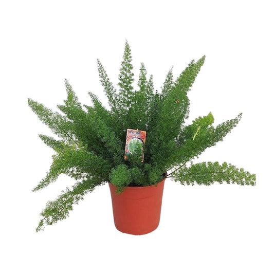 Spargelfarn (Asparagus densiflorus) Ø27cm, 60cm hoch