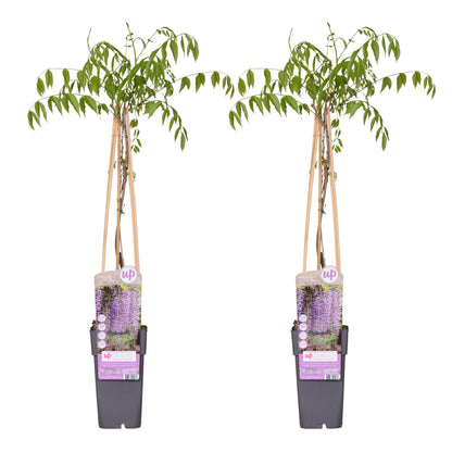Wisteria floribunda 'Naga Noda' – Kletterpflanze Ø15cm, 65cm hoch