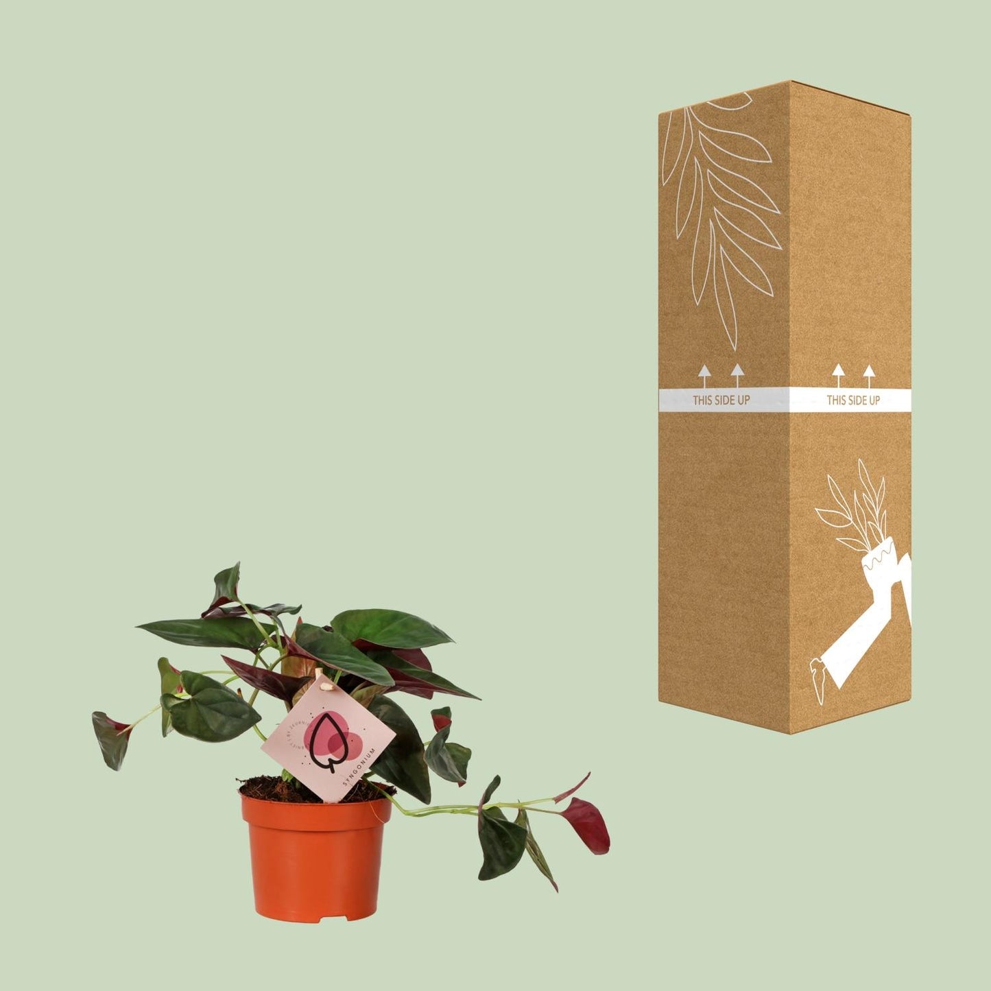 Syngonium Red Arrow – Pfeilspitzenrebe Ø12cm, 25cm hoch