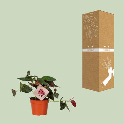 Syngonium Red Arrow – Pfeilspitzenrebe Ø12cm, 25cm hoch