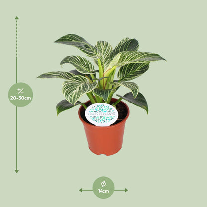 Philodendron Birkin – Elegante, pflegeleichte Zimmerpflanze Ø14cm