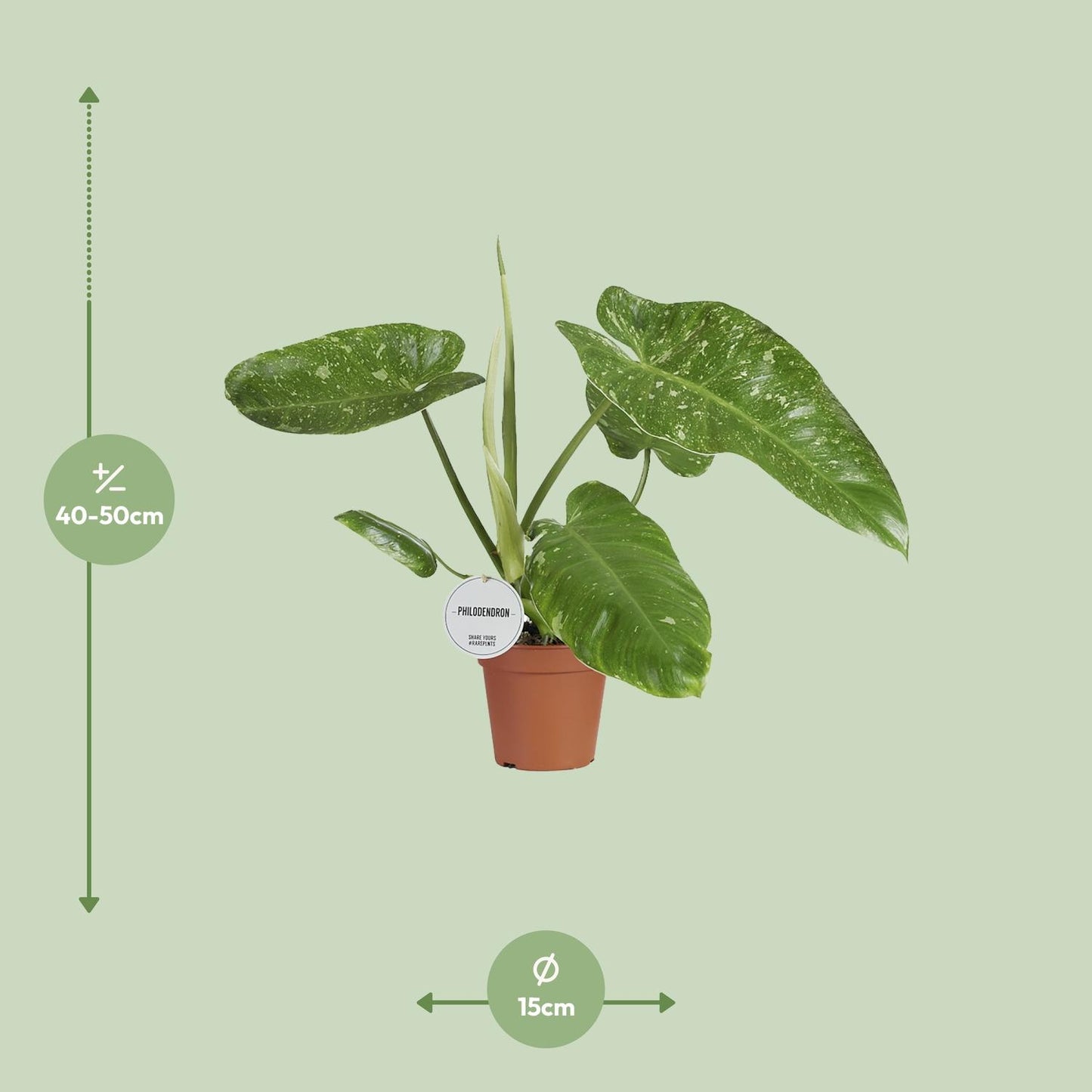 Philodendron Jose Buono – Pflegeleichte Zimmerpflanze Ø15cm
