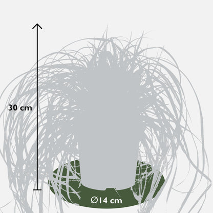 5er-Set Carex Mix – Pflegeleichte Ziergräser Ø14cm
