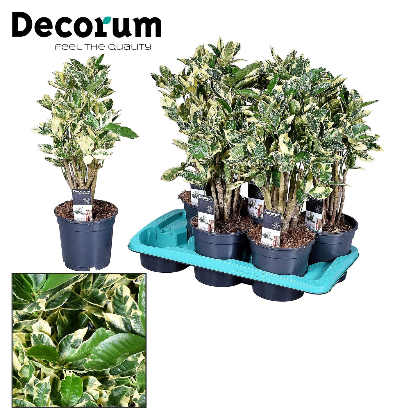 Croton Eburneum – Pflegeleichte, bunte Zimmerpflanze Ø17cm